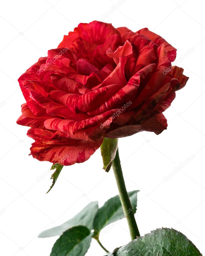 Red rose blossoms with leaves, Variegated rose isolated on white background, with clipping path