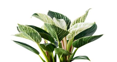 Philodendron Birkin plant, Philodendron leaves isolated on white background with clipping path clipart