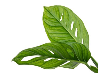 Monstera obqua yaprakları, tropikal yapraklar beyaz arka planda izole edilmiş, kırpma yolu ile 