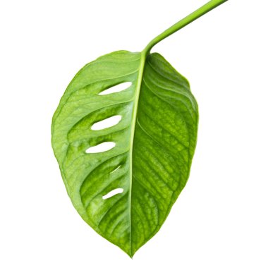 Monstera obqua yaprakları, tropikal yapraklar beyaz arka planda izole edilmiş, kırpma yolu ile 