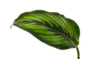 Calathea 'nın güzellik yıldızı' yeşilliği beyaz arka planda izole edilmiş, kırpma yolu olan egzotik tropikal yaprak.