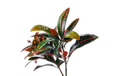 Kodiaeum varyete yaprakları, Croton yaprakları kırpma yolu ile beyaz arkaplan izole