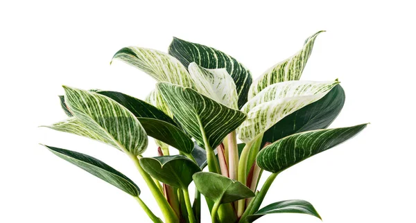 Philodendron Birkin bitkisi, Philodendron yaprakları kırpma yolu ile beyaz zemin üzerinde izole