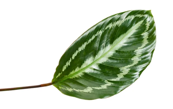 Hoja Calathea Picturata Follaje Tropical Aislado Sobre Fondo Blanco Con — Foto de Stock