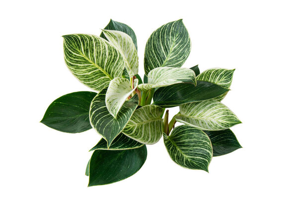 Philodendron Birkin plant, Philodendron leaves isolated on white background with clipping path
