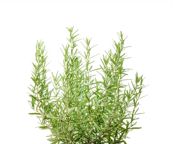 Arbust Proaspăt Rozmarin Frunze Salvia Rosmarinus Izolate Fundal Alb Cale — Fotografie, imagine de stoc