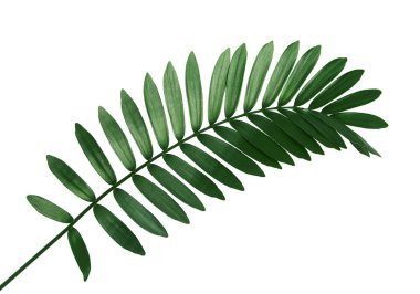 Cardboard palm or Zamia furfuracea or Mexican cycad leaf, Tropical foliage isolated on white background, with clipping path   clipart