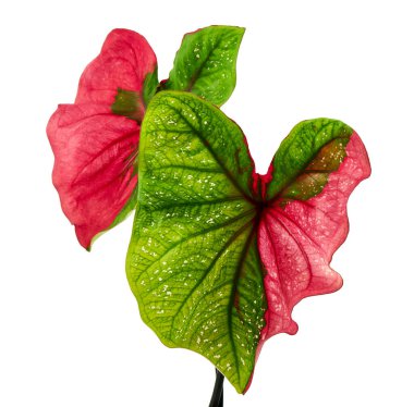 Caladium bicolor yaprağı ya da Yaprak Bitkileri Kraliçesi, beyaz arka planda izole edilmiş iki renkli yaprak, kırpma yolu                               