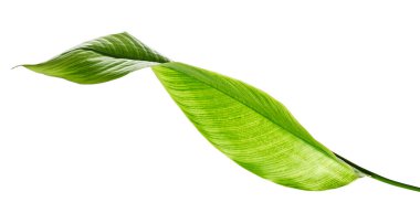 Strelitzia reginae, Heliconia, Tropikal yaprak, Cennet Kuşu yaprakları beyaz arka planda izole edilmiş, kırpma yolu ile  