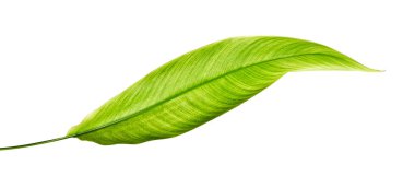 Strelitzia reginae, Heliconia, Tropikal yaprak, Cennet Kuşu yaprakları beyaz arka planda izole edilmiş, kırpma yolu ile  