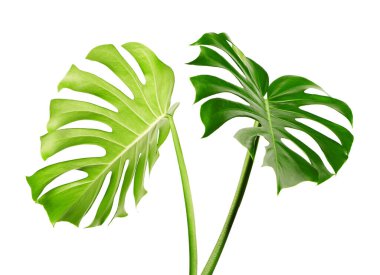 Monstera deliciosa yaprağı veya İsviçre peynir bitkisi, beyaz arka planda izole edilmiş, kırpma yolu ile