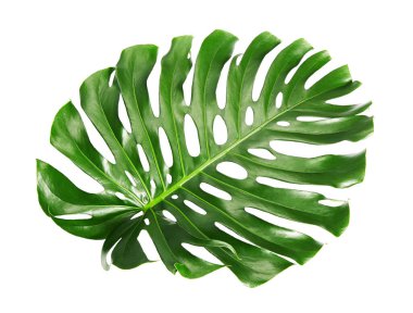 Monstera deliciosa yaprağı veya İsviçre peynir bitkisi, beyaz arka planda izole edilmiş, kırpma yolu ile