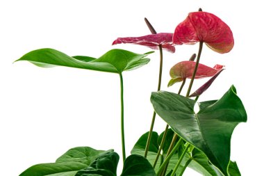 Flamingo çiçeği ya da Andoryum uta çiçekleri ve yaprakları beyaz arka planda, kırpma yolu ile izole edilmiş