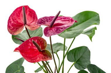 Flamingo çiçeği ya da Andoryum uta çiçekleri ve yaprakları beyaz arka planda, kırpma yolu ile izole edilmiş