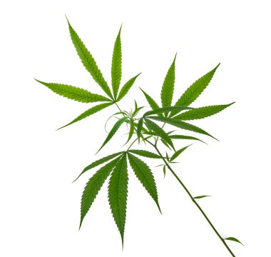 Kenevir yaprağı, marihuana yaprakları beyaz zemin üzerinde kırpma yolu ile izole edilmiş 