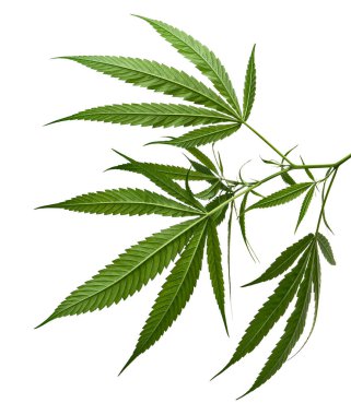 Kenevir yaprağı, marihuana yaprakları beyaz zemin üzerinde kırpma yolu ile izole edilmiş 