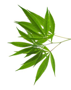 Kenevir yaprağı, marihuana yaprakları beyaz zemin üzerinde kırpma yolu ile izole edilmiş 