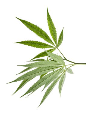 Kenevir yaprağı, marihuana yaprakları beyaz zemin üzerinde kırpma yolu ile izole edilmiş 