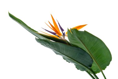 Strelitzia reginae flower with leaves, Bird of paradise flower, Tropical flower isolated on white background, with clipping path clipart