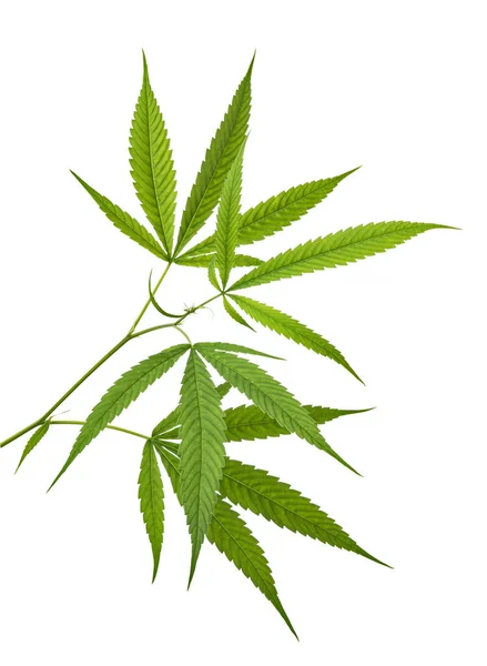 Cannabis Leaf Marijuana Leaves Branch Isolated White Background Clipping Path — Stock Photo, Image