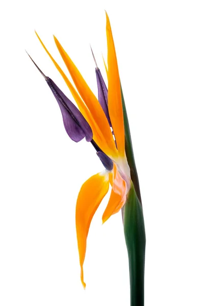 Strelitzia Reginae花 楽園の花の鳥 白い背景に孤立した熱帯の花 クリッピングパス — ストック写真