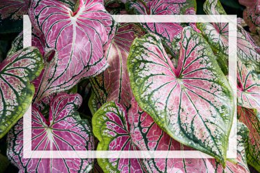Pembe yapraklı ve yeşil damarlı Caladium bicolor (Florida Güzeli), Beyaz çerçeveli Pembe Caladium yeşillik arkaplan, düzlük, doğa konsepti