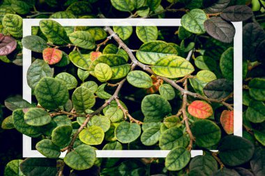 Beyaz çerçeveli Çin püsküllü çiçek ağacı arkaplanı, düzlük, doğa konsepti