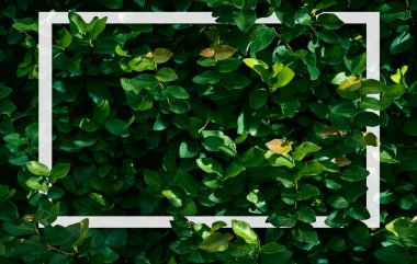 Ficus pumila desen arka plan, Beyaz çerçeveli sürünen incir bitkisi arka plan, düzlük, doğa konsepti