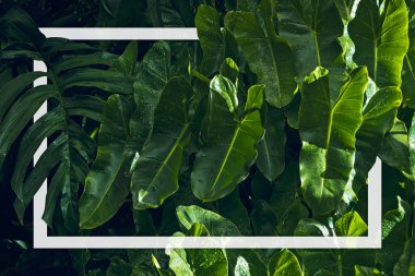 Philodendron imbe bitki arkaplanı Beyaz çerçeve, düzlük, Doğa konsepti