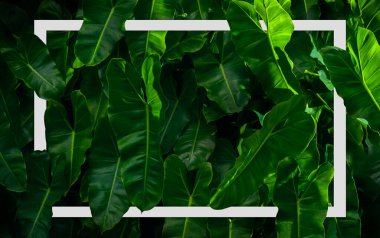 Philodendron imbe bitki arkaplanı Beyaz çerçeve, düzlük, Doğa konsepti