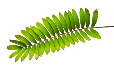 Cardboard palm or Zamia furfuracea or Mexican cycad leaf  isolated on white background, with clipping path clipart