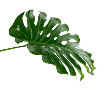 Monstera deliciosa yaprağı veya İsviçre peynir bitkisi, beyaz arka planda izole edilmiş, kırpma yolu ile