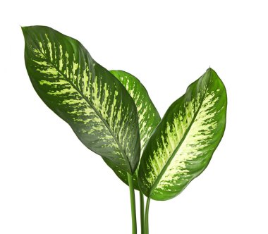 Dieffenbachia yaprak (dilsiz kamışı), yeşil yaprakları beyaz noktalar ve lekeler, kırpma yolu ile beyaz arka plan üzerinde izole tropikal bitki örtüsü içeren