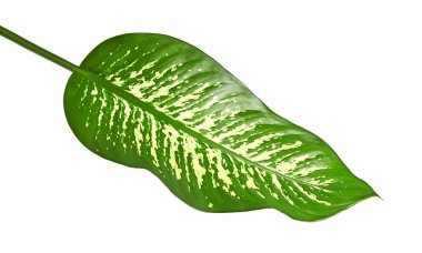 Dieffenbachia yaprak (dilsiz kamışı), yeşil yaprakları beyaz noktalar ve lekeler, kırpma yolu ile beyaz arka plan üzerinde izole tropikal bitki örtüsü içeren