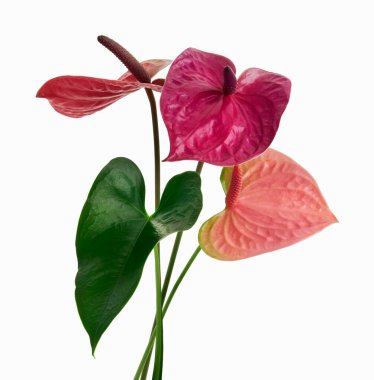 Yapraklı flamingo çiçekleri, beyaz arka planda izole edilmiş Anthurium çiçekleri, kırpma yolu ile 