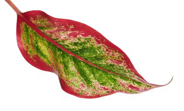 Aglaonema yaprakları, Aglaonema 'Kırmızı Altın' yaprakları, egzotik tropikal yapraklar, kesme yolu ile beyaz arka planda izole   