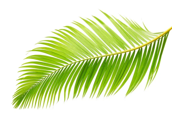 Hojas Palma Amarilla Palma Caña Dorada Hojas Palma Areca Follaje — Foto de Stock