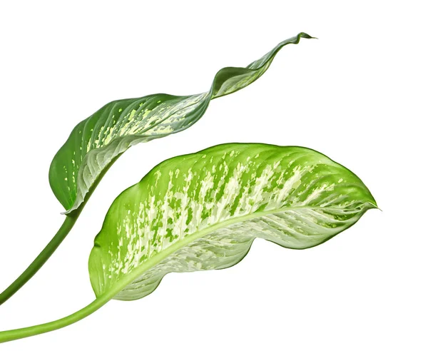 Folha Dieffenbachia Cana Muda Folhas Verdes Contendo Manchas Manchas Brancas — Fotografia de Stock