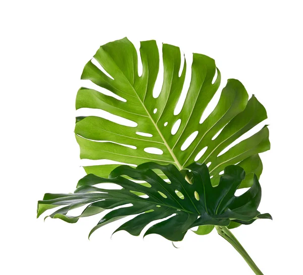 Monstera Deliciosa Leaf Swiss 플랜트는 배경에 분리되어 — 스톡 사진