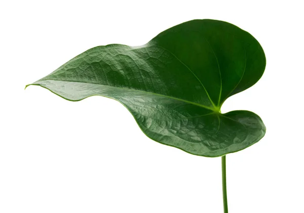 Anthurium Bladeren Groen Blad Geïsoleerd Witte Achtergrond Met Knippad — Stockfoto