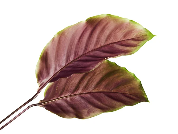 Calathea Laub Die Blätter Sind Oben Dunkelgrün Unten Violett Calathea — Stockfoto