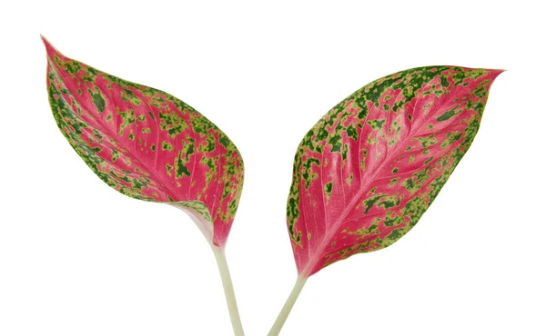 Dedaunan Aglaonema Daun Aglaonema Merah Muda Daun Tropis Eksotis Terisolasi — Stok Foto