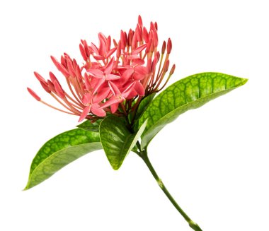 Ixora coccinea çiçeği, Pembe ixora beyaz arka planda izole edilmiş yapraklar, kırpma yolu ile