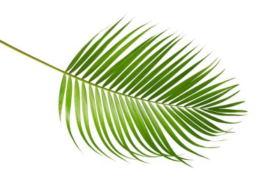 Sarı palmiye yaprakları (Dypsis lutescens) veya Altın baston palmiye, Areka palmiye yaprakları, kırpma yolu olan beyaz arka planda izole tropikal yapraklar
