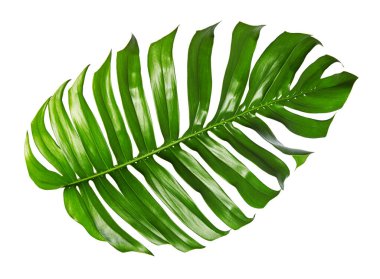 Monstera deliciosa yaprağı veya İsviçre peynir bitkisi, beyaz arka planda izole edilmiş, kırpma yolu ile