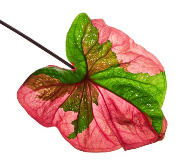 Caladium bicolor yaprağı ya da Yaprak Bitkileri Kraliçesi, beyaz arka planda izole edilmiş iki renkli yaprak, kırpma yolu