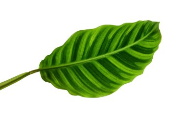 Calathea zebrina yeşilliği veya Zebra bitkisi, egzotik tropikal yaprak, kesme yolu ile beyaz arka planda izole