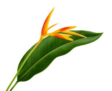 Yapraklı Heliconia psittacorum (Altın Meşale) çiçekleri, beyaz arka planda izole edilmiş tropikal çiçekler, kırpma yolu