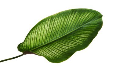 Calathea ornata (ince çizgili Calathea) yaprakları, tropikal yapraklar beyaz arka planda izole edilmiş, kırpma yolu ile