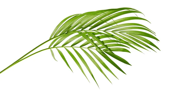 Sarı palmiye yaprakları (Dypsis lutescens) veya Altın baston palmiye, Areka palmiye yaprakları, kırpma yolu olan beyaz arka planda izole tropikal yapraklar